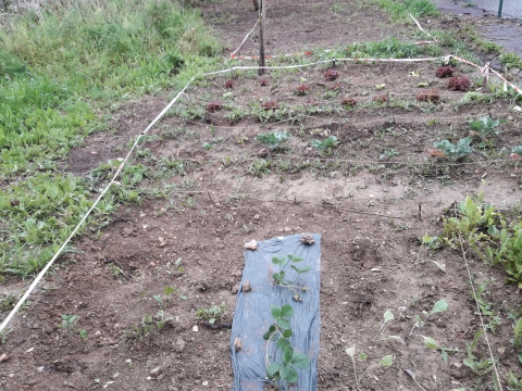 Horta após plantação dos morangueiros e semeados os girassóis (nos limites da Horta)